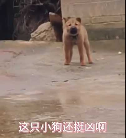 狗狗先發制人,結果自己嚇得躺地發抖。(圖/翻攝自臉書)