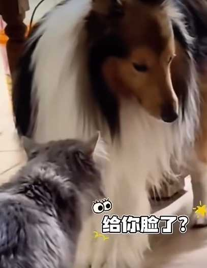 看到孩子被兇,大貓馬上衝向大狗狗。(圖/翻攝自臉書)