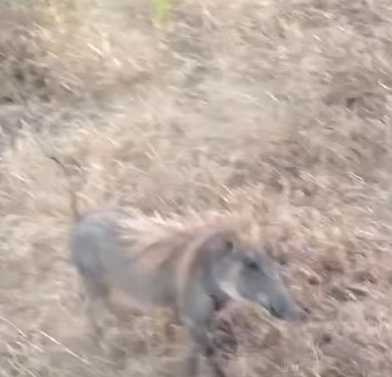 疣豬面對獵豹一打三。（圖／翻攝自臉書）