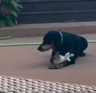 貓咪誘惑狗狗失敗。（圖／翻攝自臉書）