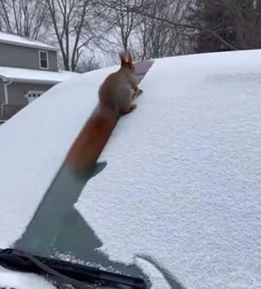 松鼠在雪地裡玩耍。（圖／翻攝自臉書）