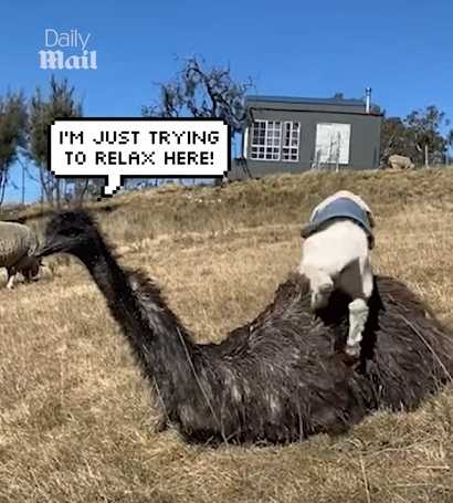 鴯鶓和小白羊的邂逅。（圖／翻攝自臉書）