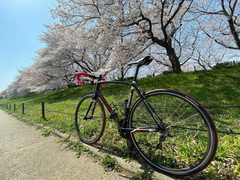 春季可騎乘自行車賞櫻   ©幸手市觀光協會