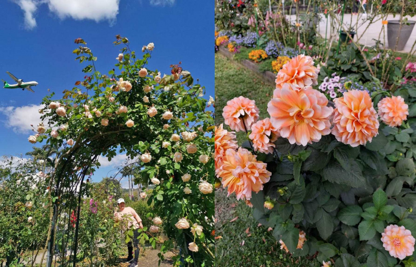 台北玫瑰園內有超過800種玫瑰品種，還可近距離捕捉到玫瑰及飛機同框的畫面。（圖／台北市政府提供）