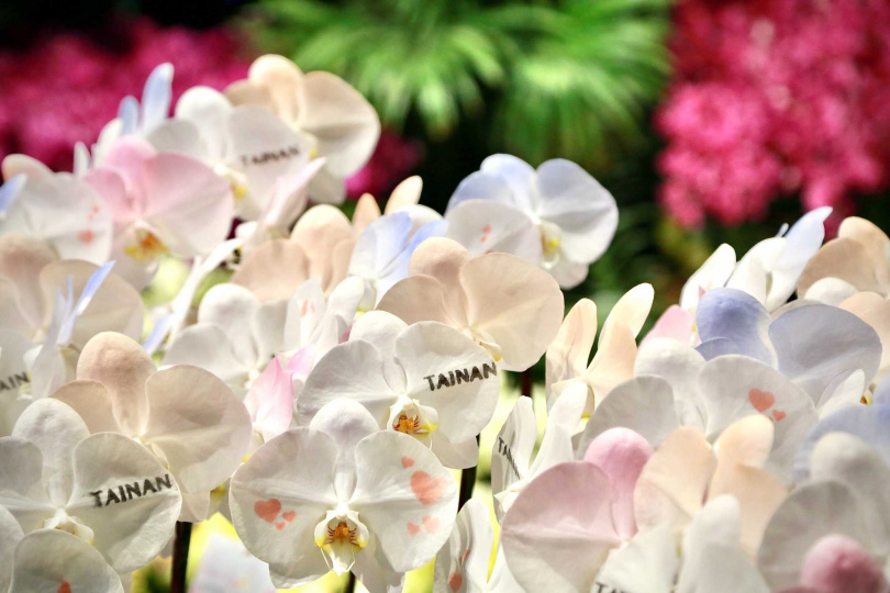 「台南400－蘭得有心人」限定蘭花，花瓣上可見獨特的「Tainan」字樣與粉紅愛心。（圖／台南市政府提供）