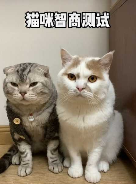 貓貓套頭測智商，兩隻反應大不同。（圖／翻攝自臉書)