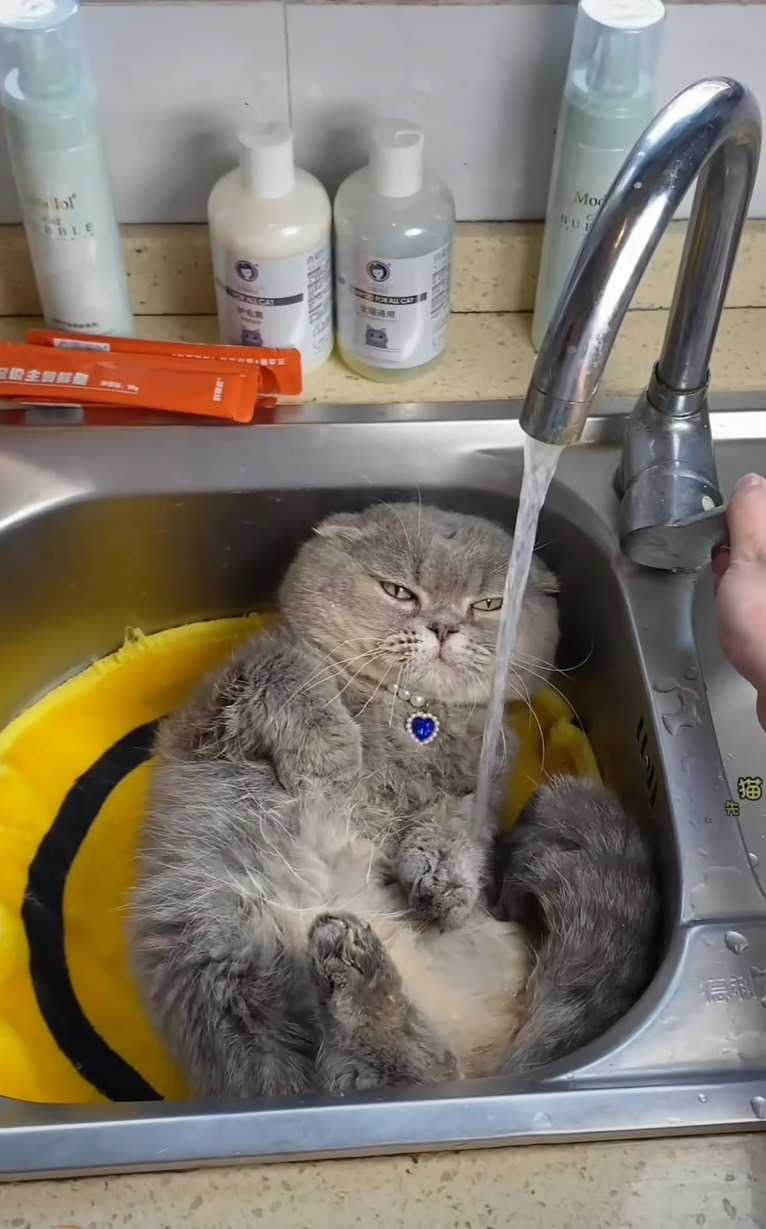 貓咪喜歡洗澡。（圖/翻攝自臉書）