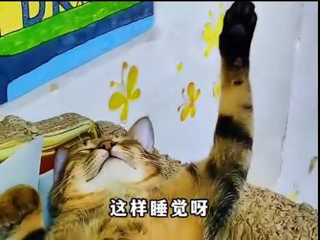 貓咪睡覺時舉手抽動，彷彿像隻招財貓。（圖／翻攝自臉書)