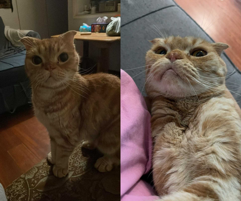 安董乖非常喜歡家家的拖鞋，還愛突然衝來衝去。（圖／相信音樂提供）