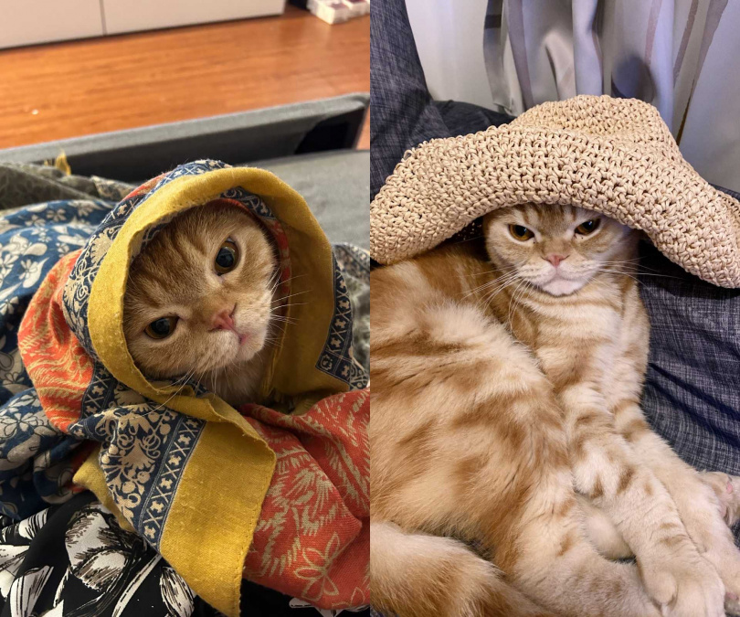 個性貼心的安董乖讀得懂主人的情緒。（圖／相信音樂提供）