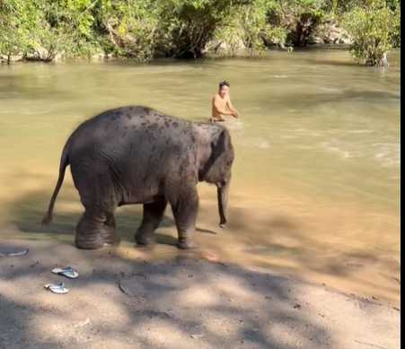 小象從怕水到玩水的心路歷程。(圖/翻攝自臉書)