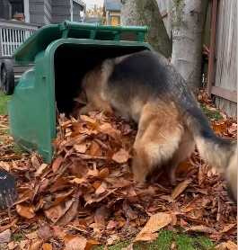 德國牧羊犬享受落葉床。(圖/翻攝自臉書)