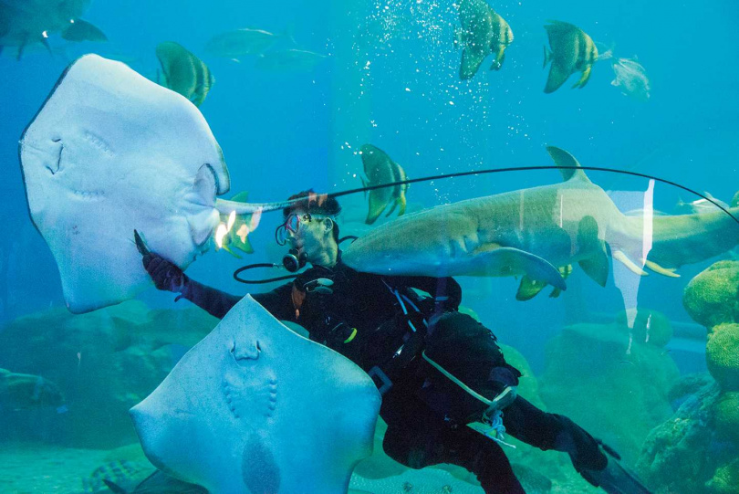 到澎湖水族館一探飼育員每日與海底生物的日常生活。
