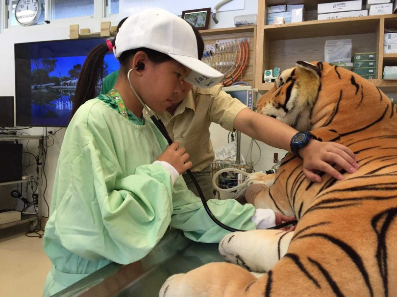 專業的動物醫師、營養師和動物保育員們帶小朋友走進動物的世界，包括模擬出診為老虎看診與照養其他大型動物。（圖／六福旅遊集團提供）