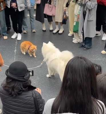 貓咪被上了牽繩後，就開始抓狂了。（圖／翻攝自IG）