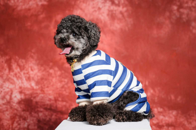 五歲的Wuni是家中的小公主，雖然學不會定點上廁所，家人不減對牠的愛。（圖／林士傑攝）