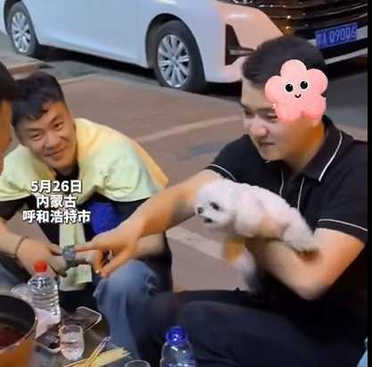 貴賓犬從豺狼變小綿羊的過程。（圖／翻攝自臉書）