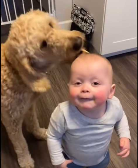 狗狗與孩童之間的互動。（圖／翻攝自臉書）