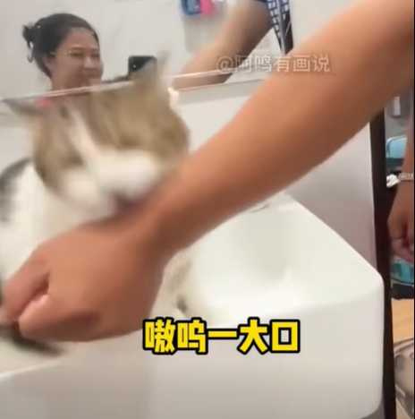 貓咪釘書機,只釘老爹。(圖/翻攝自臉書)