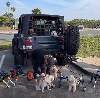 善心人士替狗狗裝上輔具。(圖/翻攝自臉書)