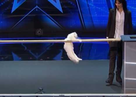 貓咪上美國達人秀。（圖／翻攝自臉書）