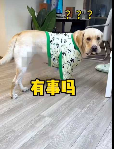 狗狗偷了包子還裝無辜。（圖／翻攝自臉書）