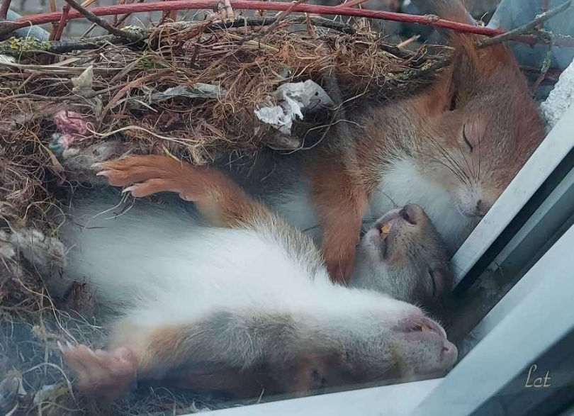 寶寶們窩在媽媽懷裡安穩睡覺。（圖／翻攝自臉書）