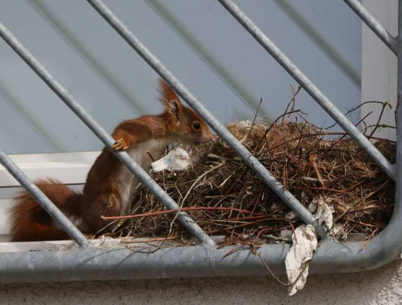 松鼠媽媽忙著築巢。（圖／翻攝自臉書）