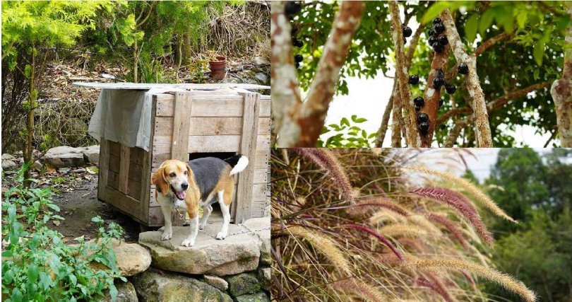 熱情的園狗小峇（左）頗受遊客歡迎，園區亦可見到200種以上植物包括樹葡萄（右上）與紫葉狼尾草等。