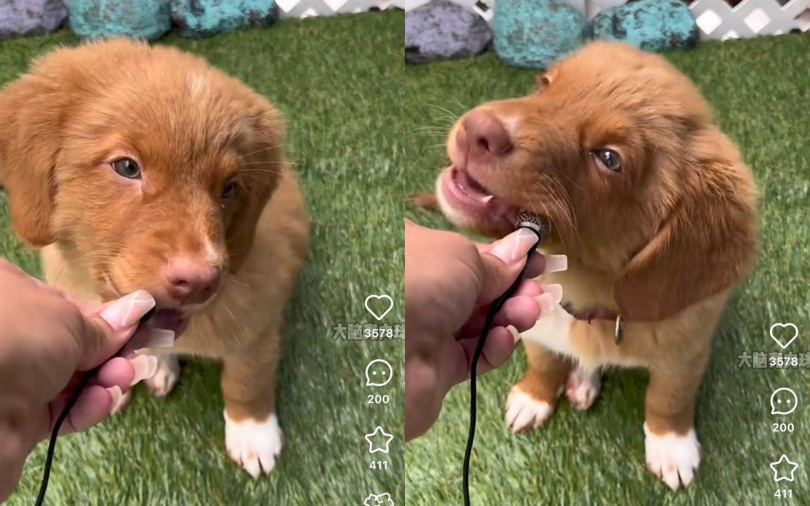 （圖／翻攝自小紅書）