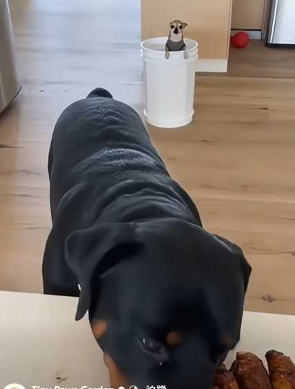 羅威拿犬為吃雞腿出賤招。(圖/翻攝自臉書)