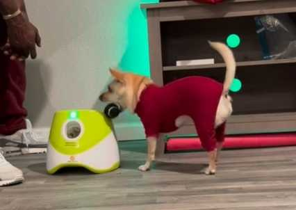 男子教狗狗玩自動丟球機。(圖/翻攝自臉書)