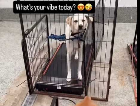 狗狗只把兩隻腳放在跑步機上。（圖／翻攝自臉書）