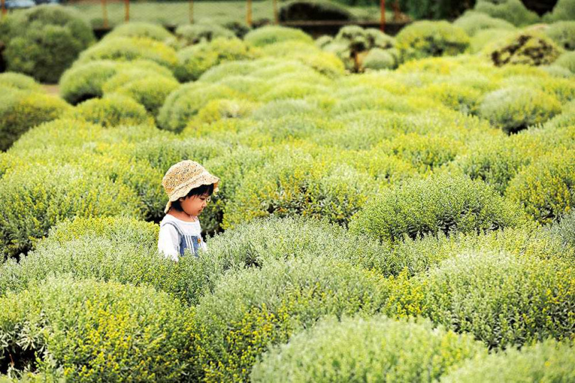 「建華芙蓉園」專營芙蓉草買賣，因為圓滾滾造型，被網友暱稱為雪白波波草。（圖／于魯光攝）