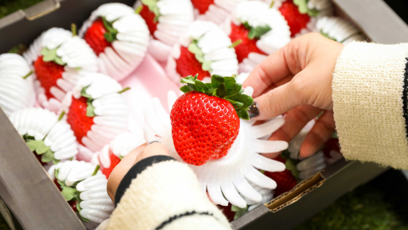 從日本熊本空運來台、以有機黑糖施肥的「黑盒糖蜜草莓」，香氣濃郁、個頭大顆，預計賣到過年前。（2,980元／24入，圖／侯世駿攝）