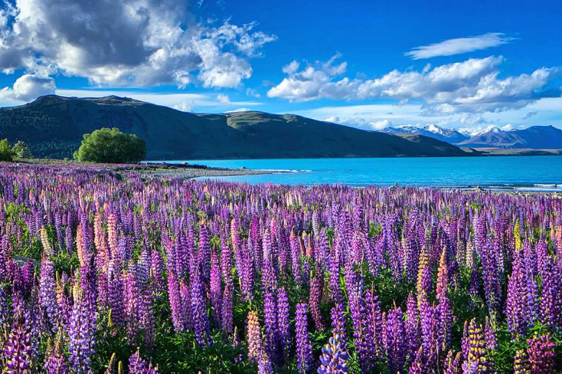 紐西蘭蒂卡波湖每當魯冰花盛開之時，便與阿爾卑斯山形成一幅大自然夢幻奇景。