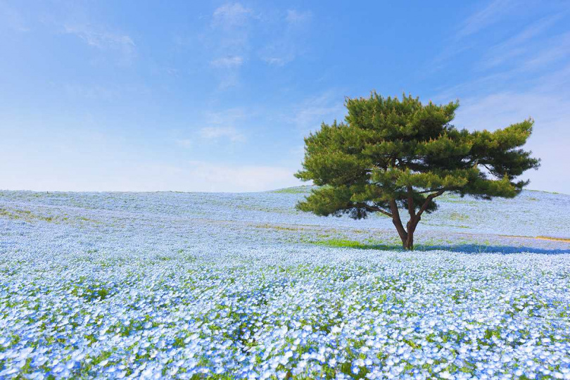 茨城常陸海濱公園的粉蝶花與湛藍天空相呼應，呈現動人景象。