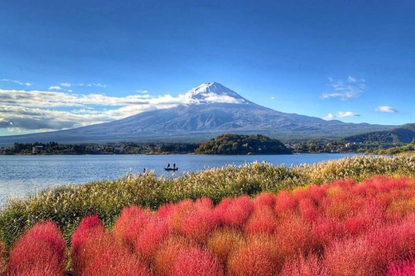 在河口湖大石公園可拍攝到波波草與富士山同框畫面，成為旅客打卡熱點。