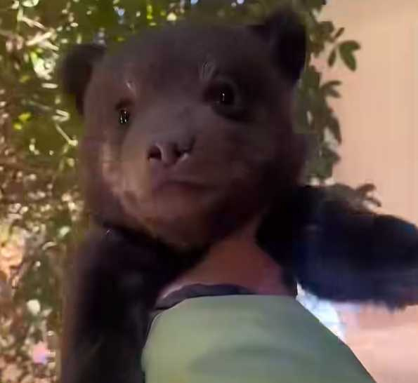 小棕熊的成長歷程。（圖／翻攝自臉書）