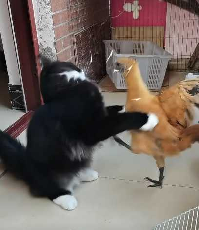 貓咪無情開揍,那隻雞抓狂了。(圖/翻攝自臉書)