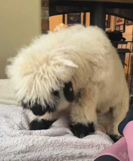 綿羊在一戶人家裡變得超活潑。（圖／翻攝自臉書）