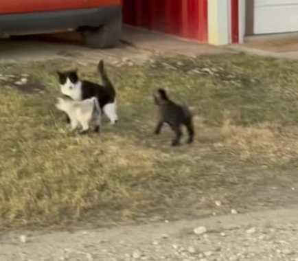 跳跳羊找貓咪玩。(圖/翻攝自臉書)