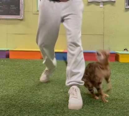 主人訓練貓咪。（圖／翻攝自臉書）