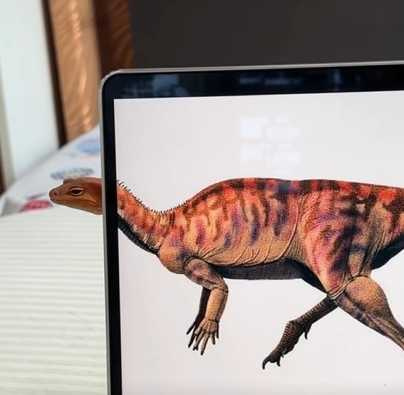 蜥蜴Cosplay成恐龍。(圖/翻攝自臉書)