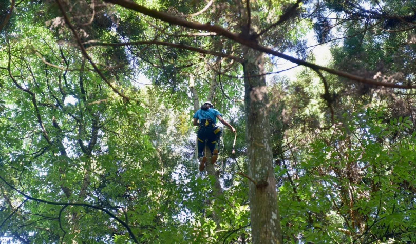 遊客可以到東眼山國家森林遊樂區體驗攀樹樂趣。