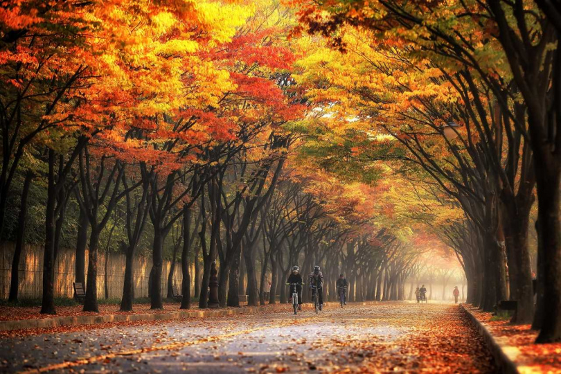 想一次搜羅多個秋日打卡聖地的旅客，可選擇Klook秋季Instagram打卡之旅探索首爾附近秋色（圖／Klook提供）