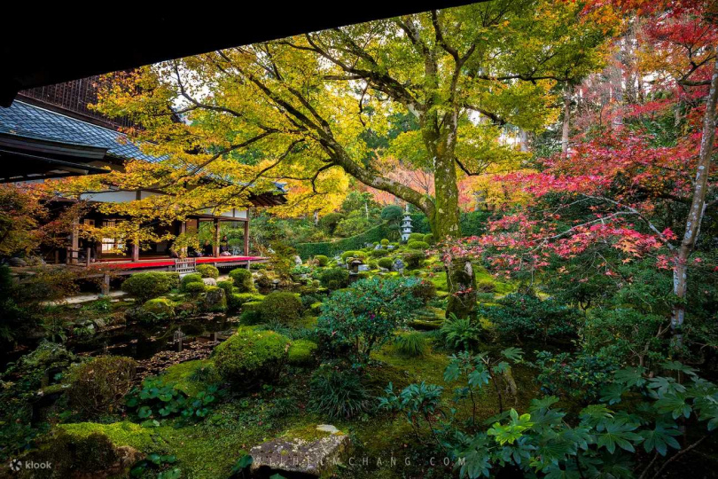三千院絕對是京都賞楓不可錯過的絕佳勝地之一，在「楓葉祭」還能一邊品茶一邊觀賞庭園內紅葉交相輝映（圖／Klook提供）