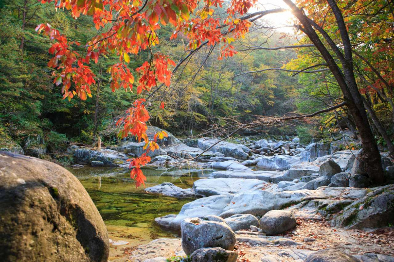 前往擁有韓國最大天然樹林的五臺山國立公園，能欣賞群山楓葉和野生動物（圖／Klook提供）