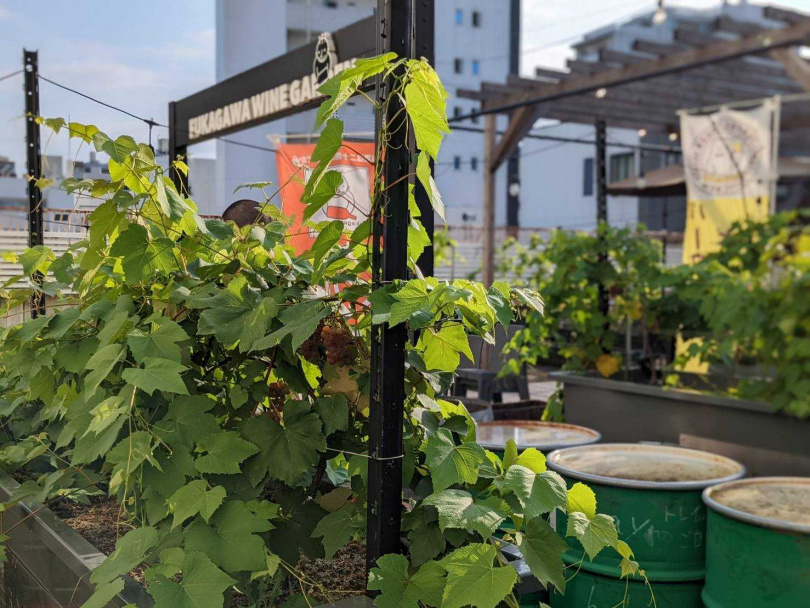 「深川Winery東京」在大樓的屋頂上嘗試種植葡萄，並將栽培出的葡萄作為酵母使用，成為一道生機盎然的風景。（圖／深川Winery東京）