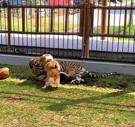柯基與老虎玩耍，讓網友嚇瘋掉。（圖／翻攝自臉書）